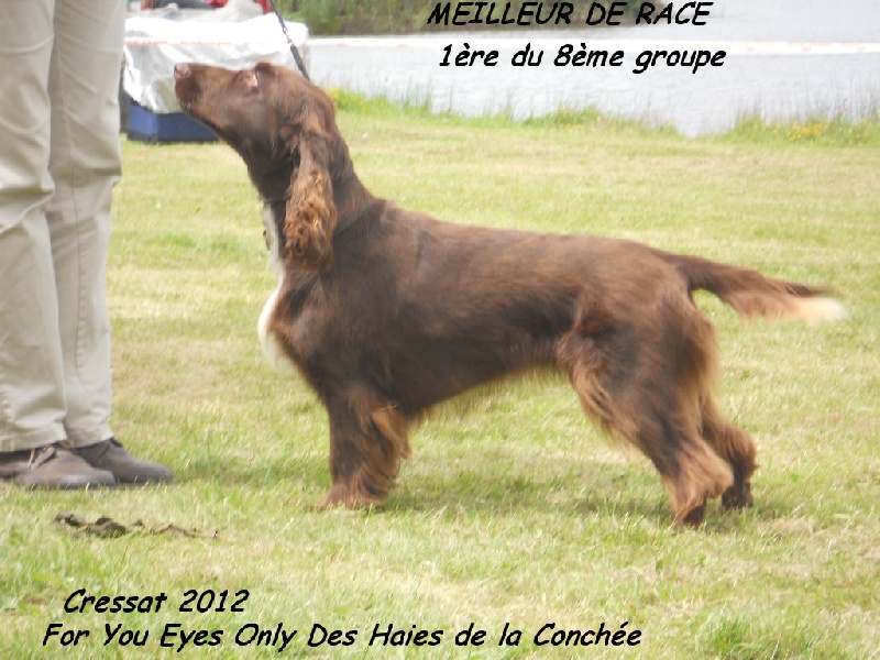 TR. CH. For you eyes only Des Haies De La Conchée - CACS, MEILLEUR DE RACE 1ère du 8ème groupe