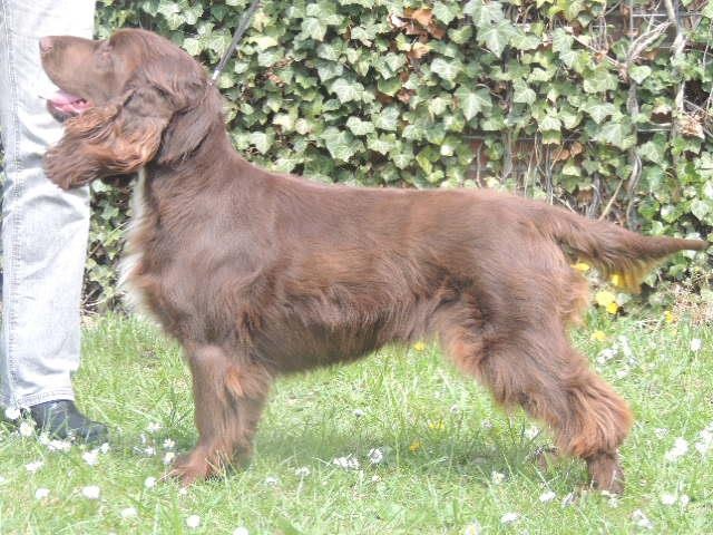 TR. CH. For you eyes only Des Haies De La Conchée - CACS CACIB BOB classe travail