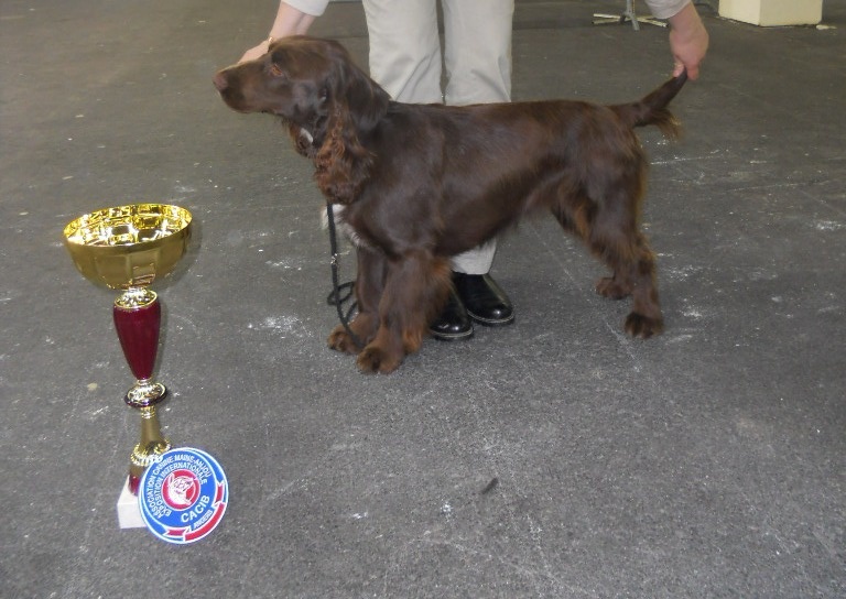 TR. CH. For you eyes only Des Haies De La Conchée - CACS CACIB MEILLEUR DE RACE