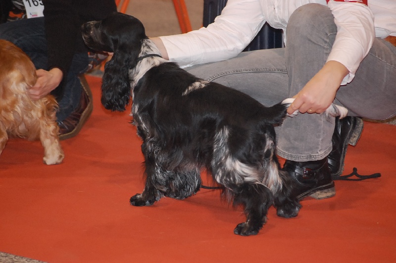 Hywell du Kreizker - 1ère EXC MEILLEURE JEUNE FEMELLE