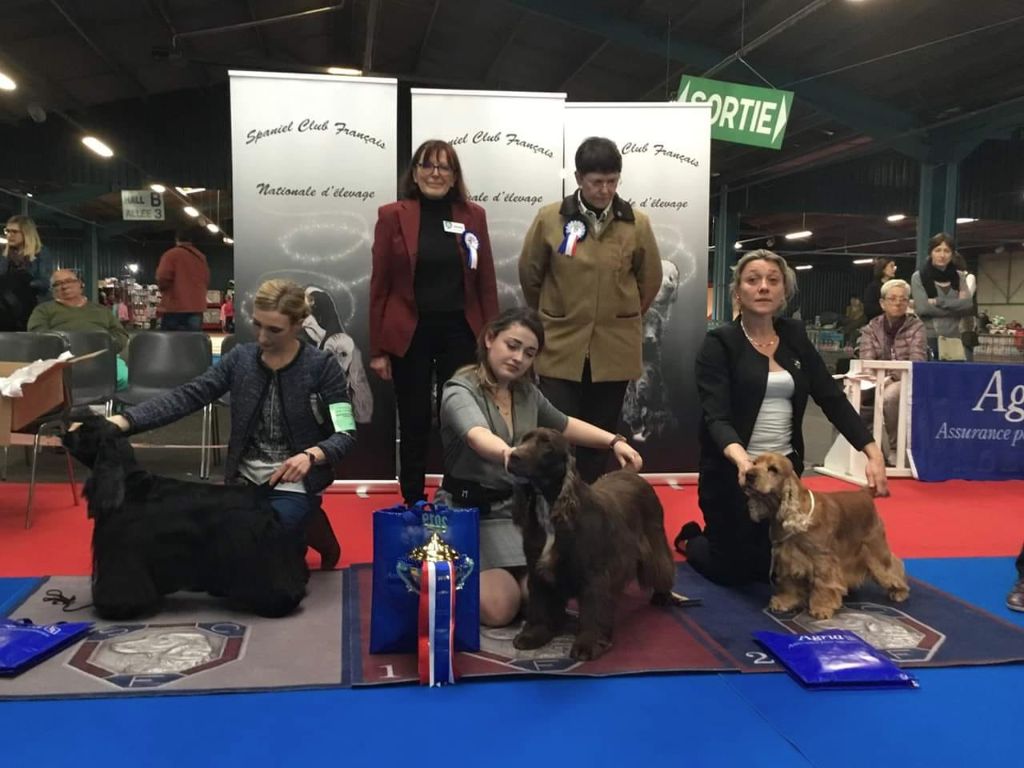 TR. CH. For you eyes only Des Haies De La Conchée - BOV, 1ère BIS vétéran, 3è BIS SO