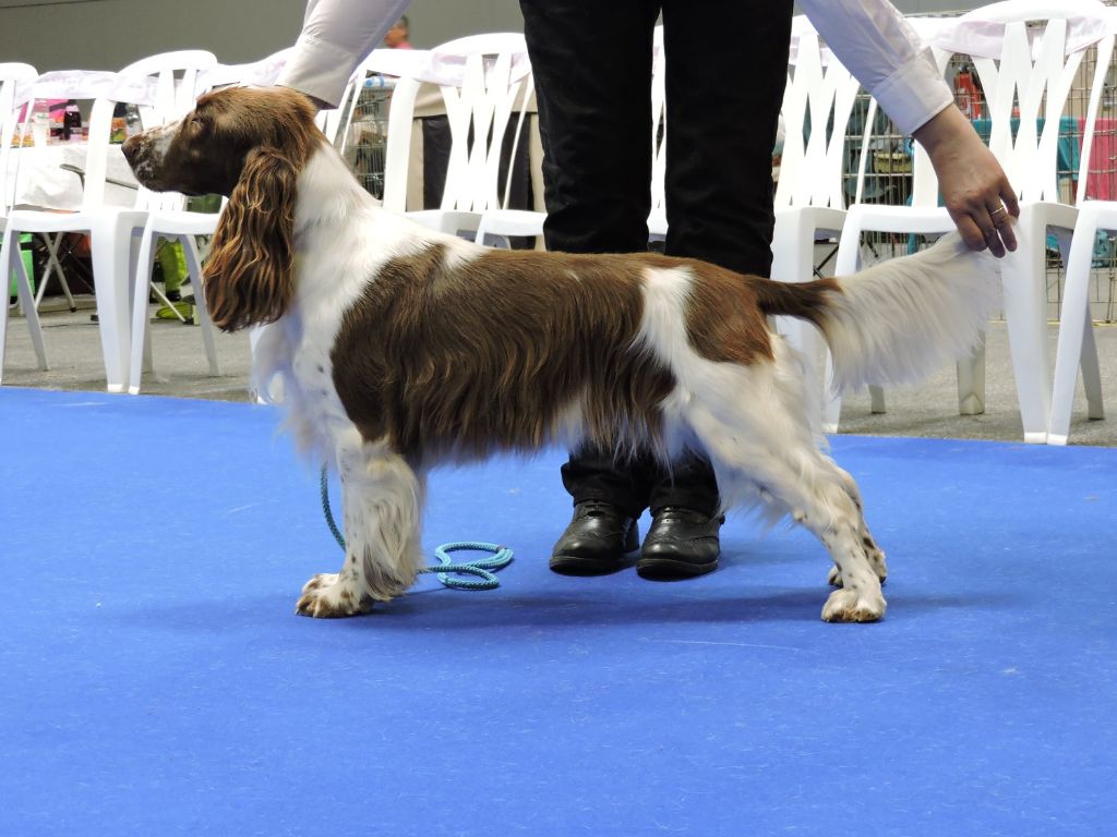 CH. Just for you love dit triskell du Kreizker - classe champion CACIB BOS