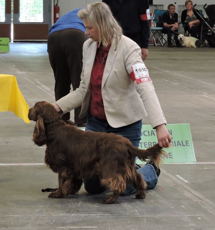 TR. CH. noblefield's Dream du kreizker - classe travail CACS RCACIB