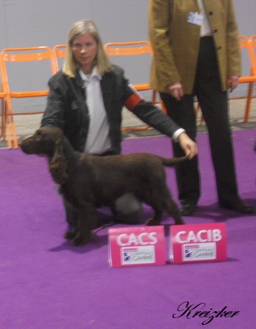 TR. CH. For you eyes only Des Haies De La Conchée - 1ère excellent CACS CACIB