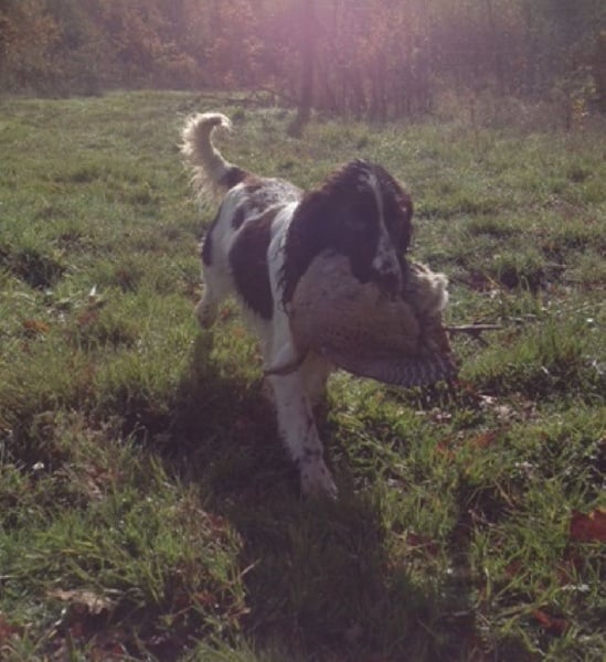 CH. Just for you love dit triskell du Kreizker - 3ème TB