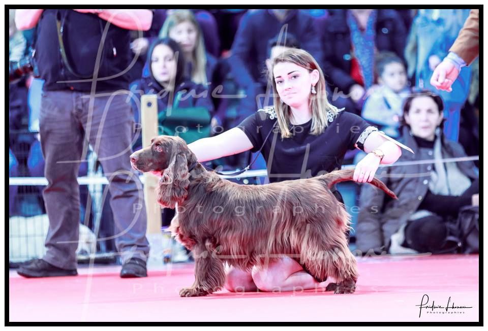 TR. CH. For you eyes only Des Haies De La Conchée - BOB BOV