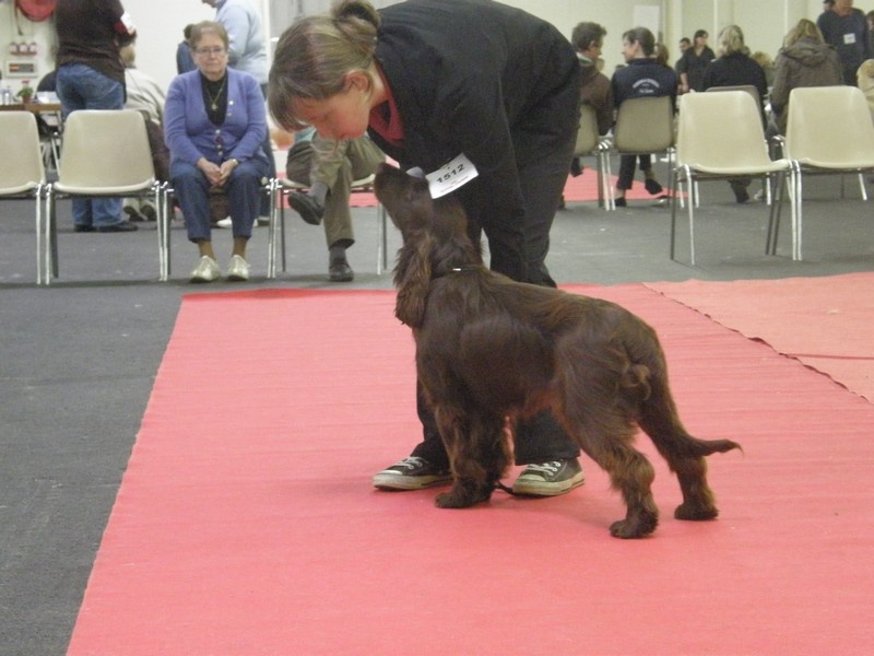 TR. CH. For you eyes only Des Haies De La Conchée - Très Prometteur MEILLEUR PUPPY