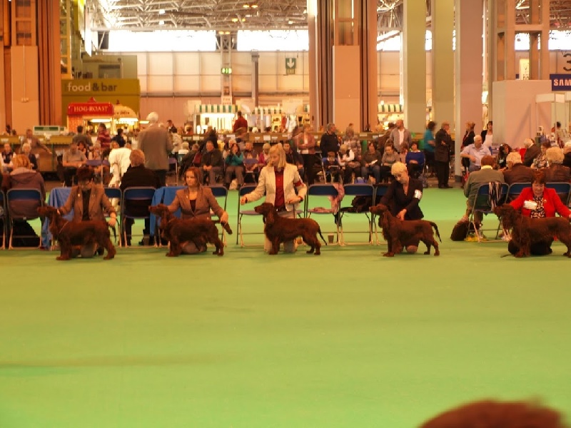 TR. CH. For you eyes only Des Haies De La Conchée - NC class open bitch