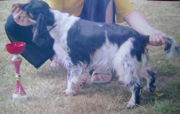 Acheb du Kreizker - classe jeune 1 ère excellent