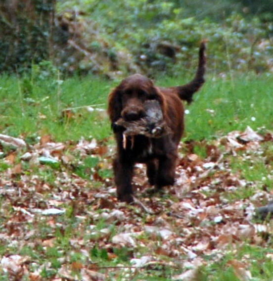 TR. CH. For you eyes only Des Haies De La Conchée - TAN à l'âge de 7 mois