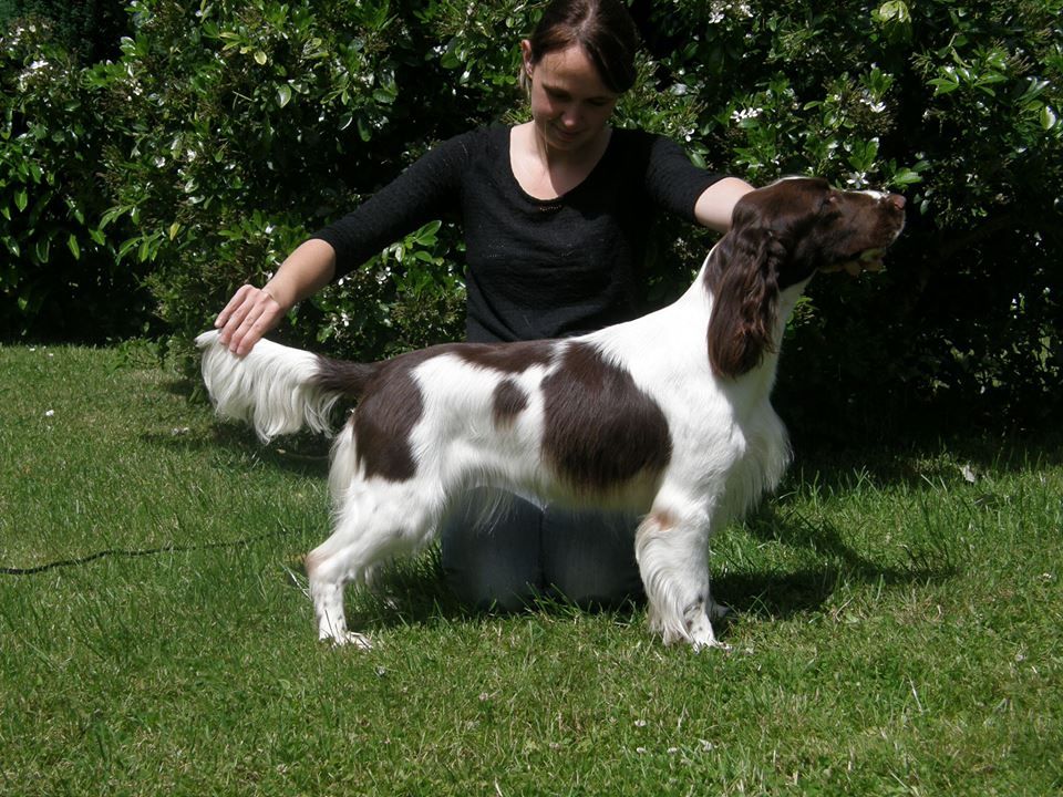 CH. Just for you love dit triskell du Kreizker - 1 er exc rcacs