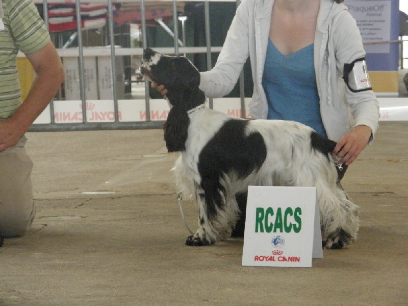 Dee dee doo du Kreizker - 1 ère excellent en classe intermédiaire + RCACS