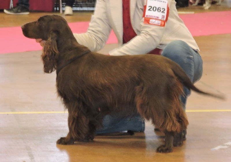 TR. CH. For you eyes only Des Haies De La Conchée - 1ere excellent classe champion BOB