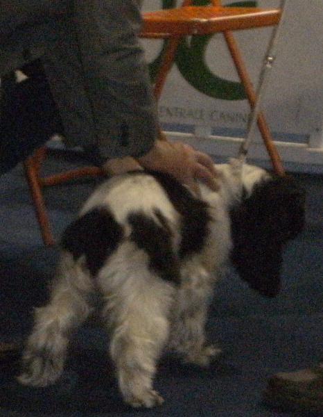 Dee dee doo du Kreizker - Prometteur en classe puppy