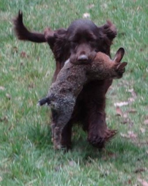 TR. CH. noblefield's Dream du kreizker - 4 ème excellent concours ouvert