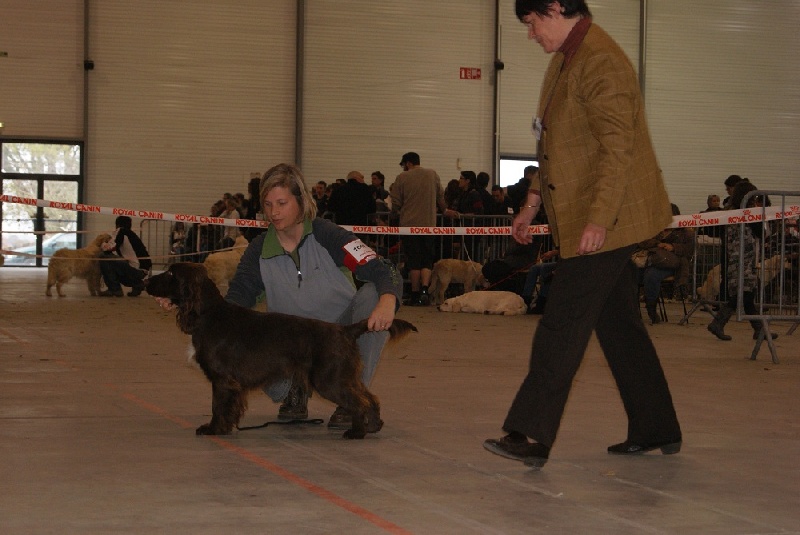 TR. CH. For you eyes only Des Haies De La Conchée - 1ère exc MEILLEUR JEUNE