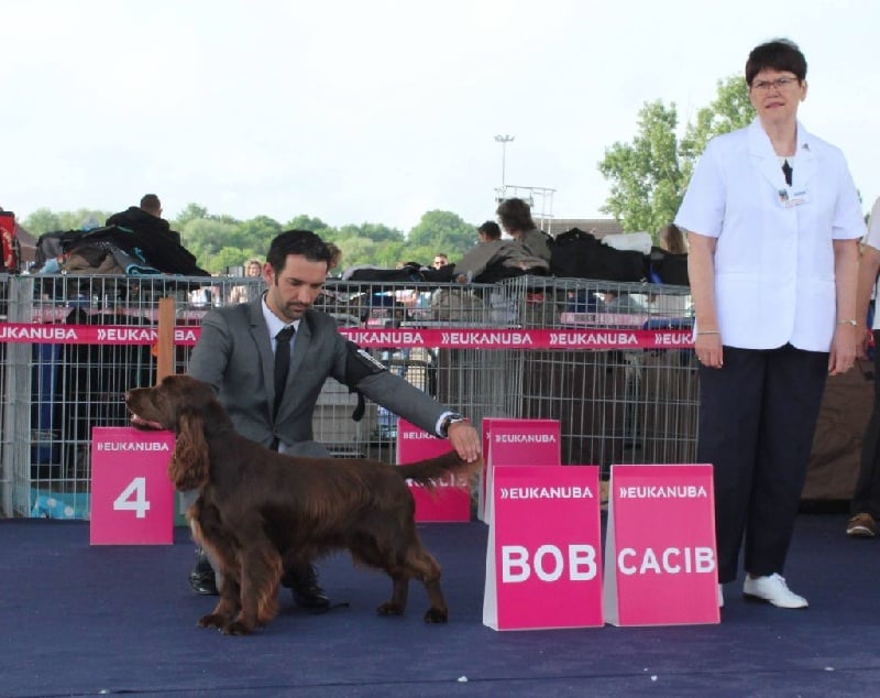 TR. CH. noblefield's Dream du kreizker - CACS CACIB BOB BOG3