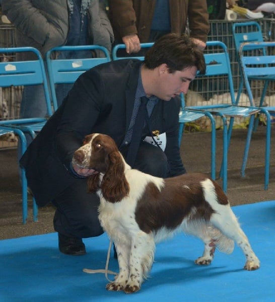 CH. Just for you love dit triskell du Kreizker - MEILLEUR JEUNE