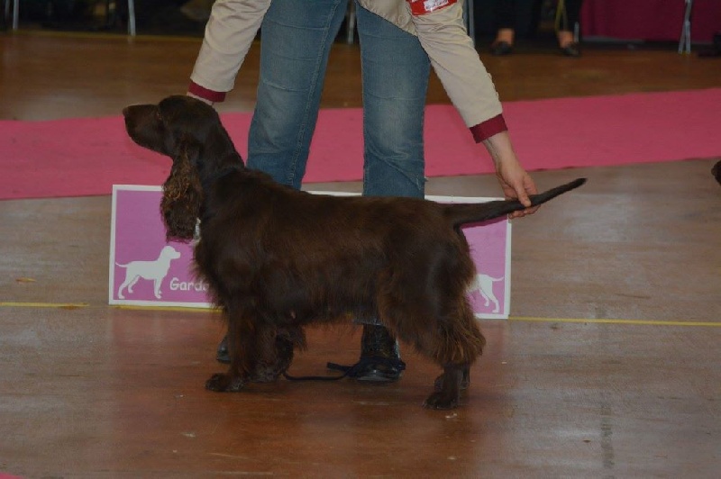 TR. CH. For you eyes only Des Haies De La Conchée - classe champion BOB