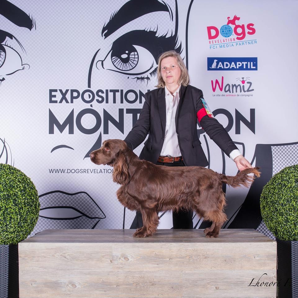 TR. CH. noblefield's Dream du kreizker - CACIB CACS MEILLEUR DE RACE