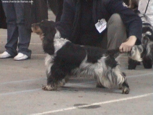 Acheb du Kreizker - classe intermédiaire 1 ère excellente + RCACS