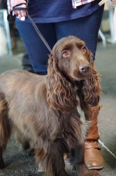 TR. CH. For you eyes only Des Haies De La Conchée - CACIB BOB