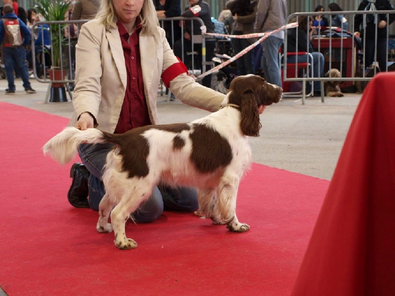 CH. Just for you love dit triskell du Kreizker - classe travail CACS RCACIB