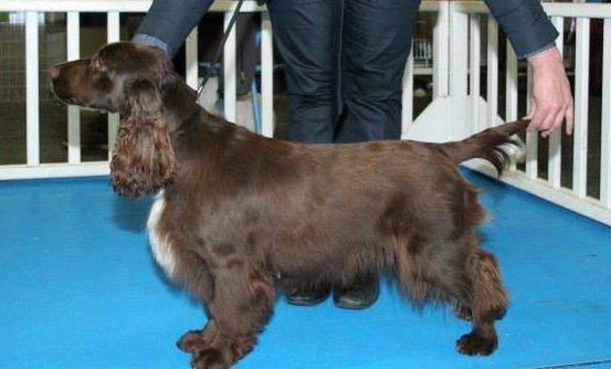 TR. CH. For you eyes only Des Haies De La Conchée - BOB