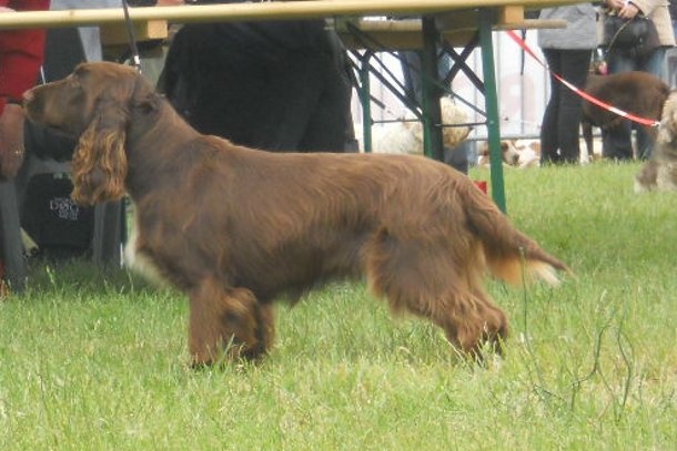 TR. CH. For you eyes only Des Haies De La Conchée - CACS MEILLEUR DE RACE