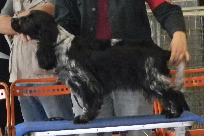 Hywell du Kreizker - 1ere EXC MEILLEUR JEUNE