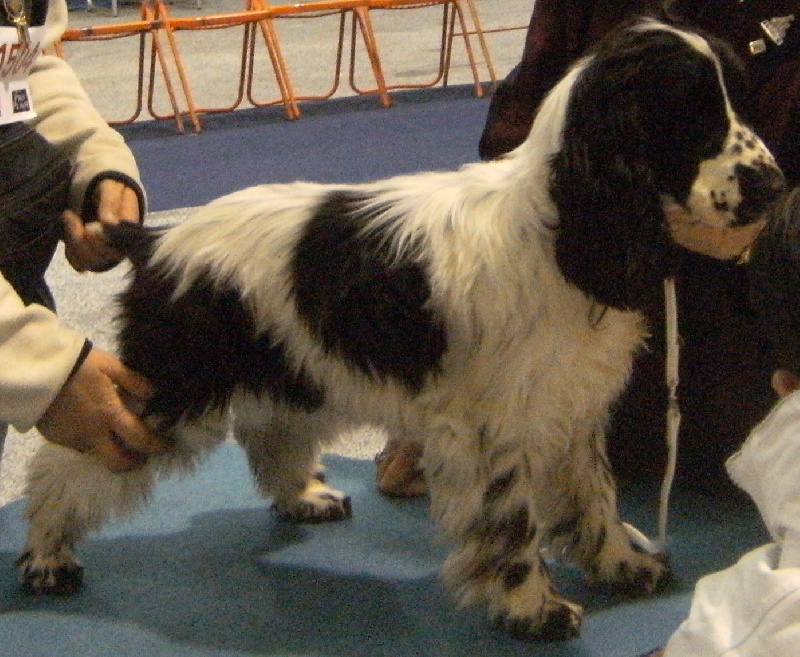 Dee dee doo du Kreizker - Très Prometteur en classe puppy