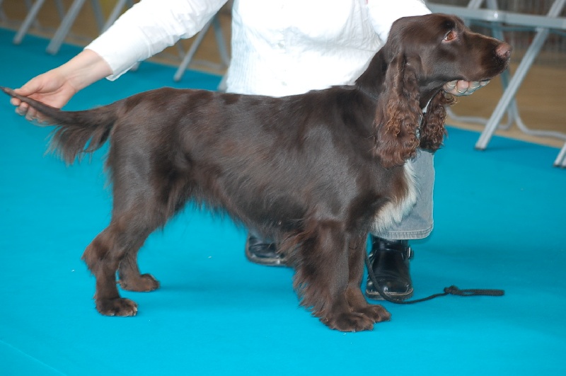 TR. CH. For you eyes only Des Haies De La Conchée - CACS CACIB MEILLEUR DE RACE