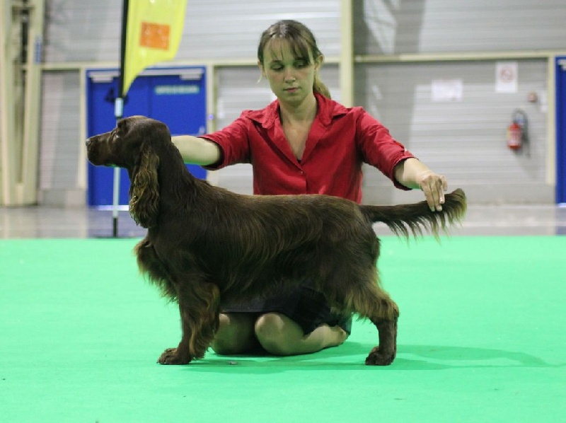 TR. CH. noblefield's Dream du kreizker - CACS CACIB BOB