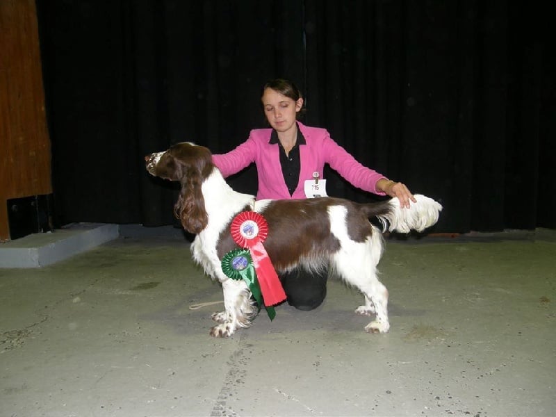 CH. Just for you love dit triskell du Kreizker - 1ère excellente classe jeune BOJ BOB