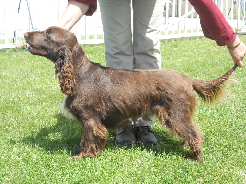 TR. CH. For you eyes only Des Haies De La Conchée - CACS