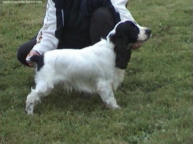 Bright white knight de quadragant - 3ème très bon classe intermédiaire