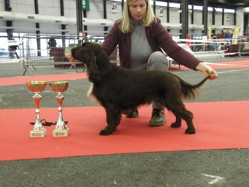 TR. CH. For you eyes only Des Haies De La Conchée - CACS CACIB classe travail