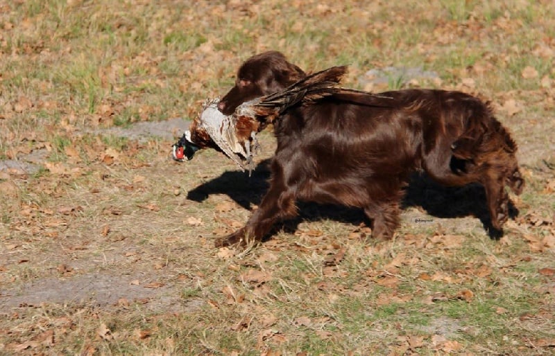 TR. CH. noblefield's Dream du kreizker - 3ème TB