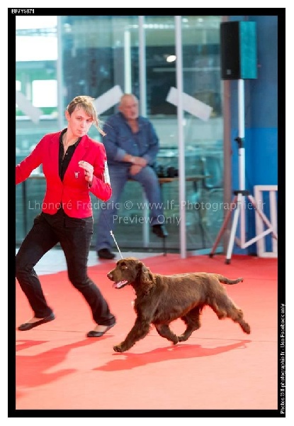 TR. CH. For you eyes only Des Haies De La Conchée - MEILLEURE FEMELLE, classe champion