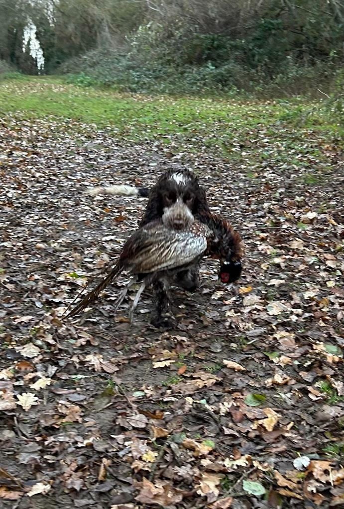 TR. CH. Sweet love du Kreizker - CACT