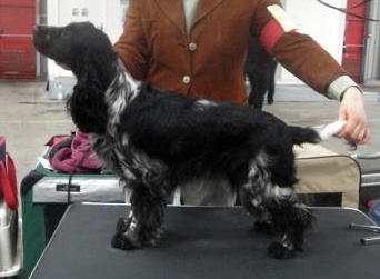 Hywell du Kreizker - 1er exc MEILLEUR JEUNE + confirmée