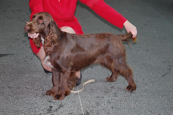 TR. CH. For you eyes only Des Haies De La Conchée - 1ère exc CACS classe intermédiaire