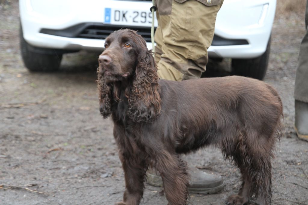 TR. Lindinha'r dite reno du Kreizker - 4è exc en co avec les springers