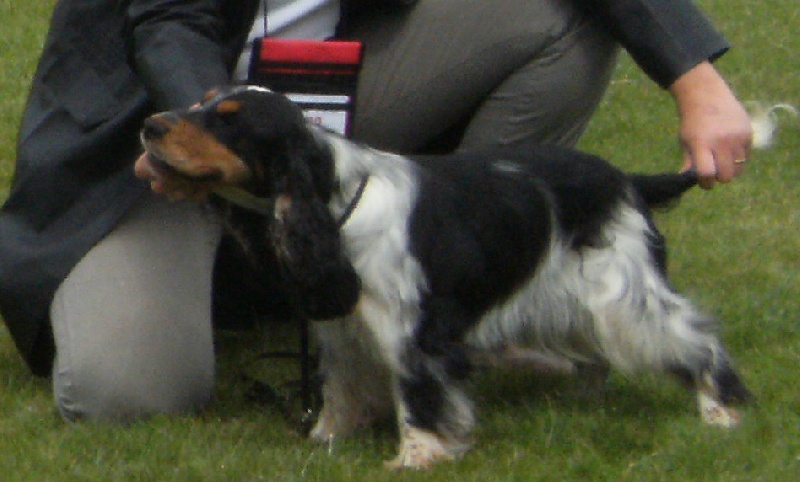 Acheb du Kreizker - 1 ère excellente + CACS en classe ouverte