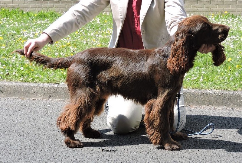 TR. Lindinha'r dite reno du Kreizker - Prometteur classe puppy