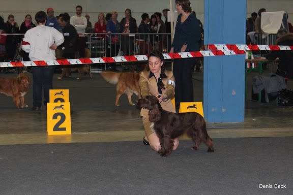 TR. CH. For you eyes only Des Haies De La Conchée - CACL CACIB BOB