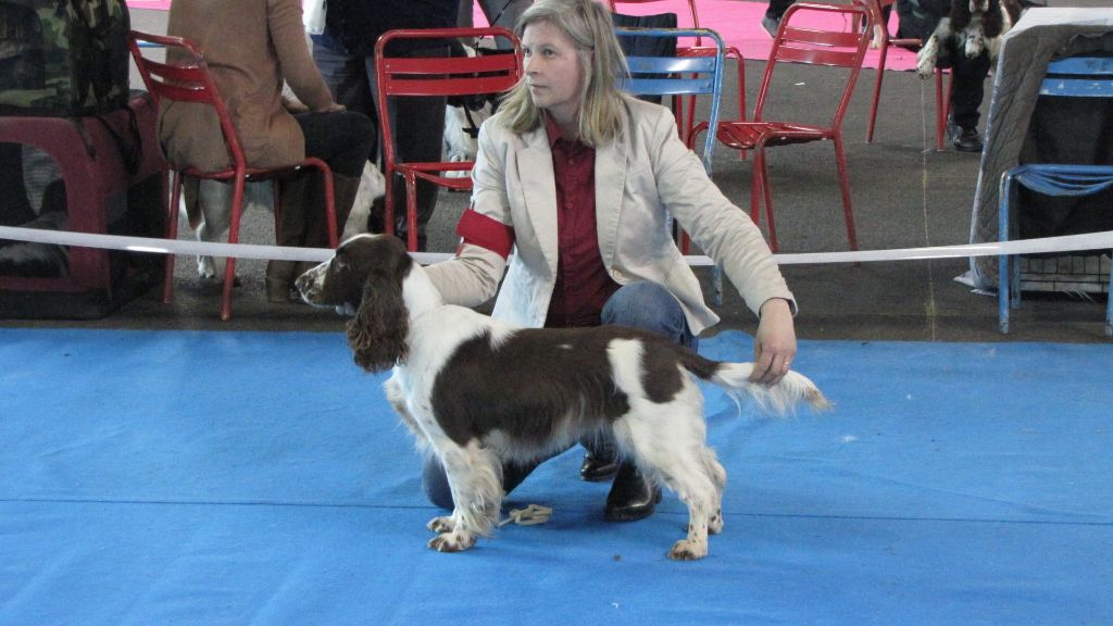 CH. Just for you love dit triskell du Kreizker - 1er exc