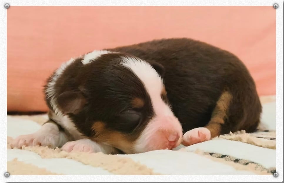 BAYA - Berger Américain Miniature 