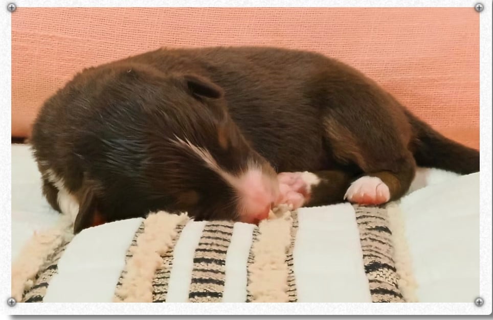 BIANCA - Berger Américain Miniature 