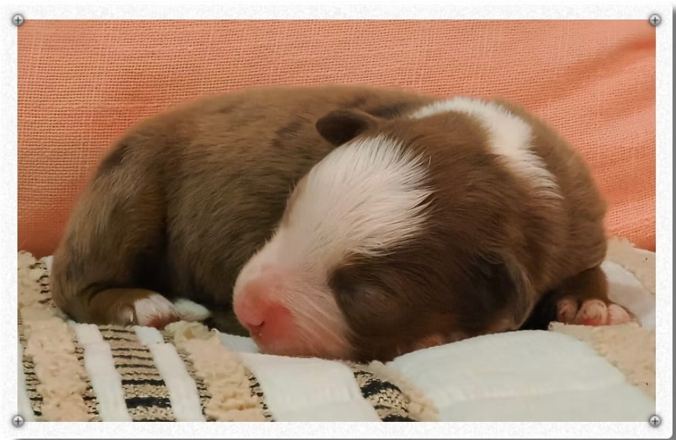 BRUME - Berger Américain Miniature 